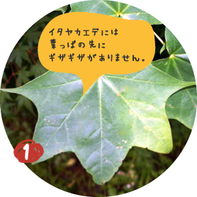 イタヤカエデの木は他のカエデの木と区別が つきにくいので、葉っぱがあるうちに 幹に目印をつけておきます。